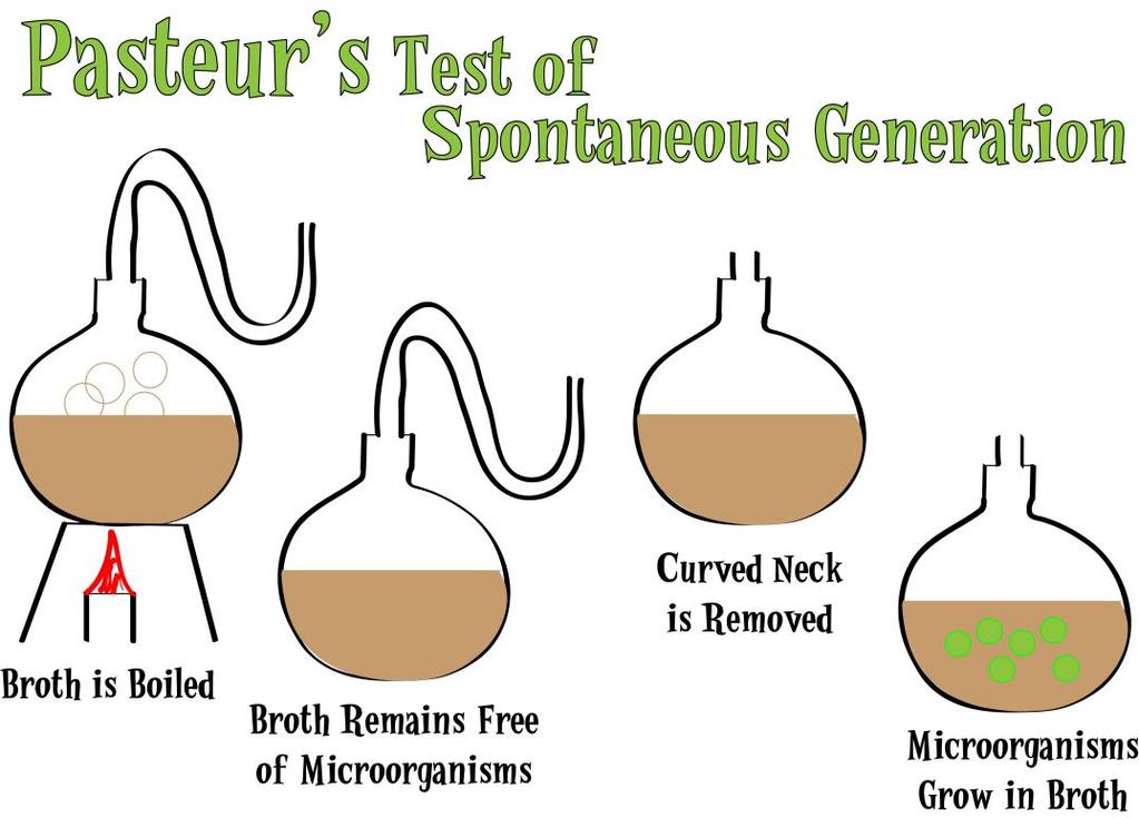 Pasteur s second experiment 1.