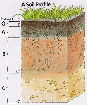 that shows evidence of soil formation (color,
