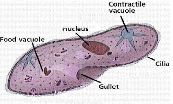 UNICELLULAR ORGANISMS Like most multicellular organisms, some unicellular organisms can be classified as either plant or animal relatively easily.