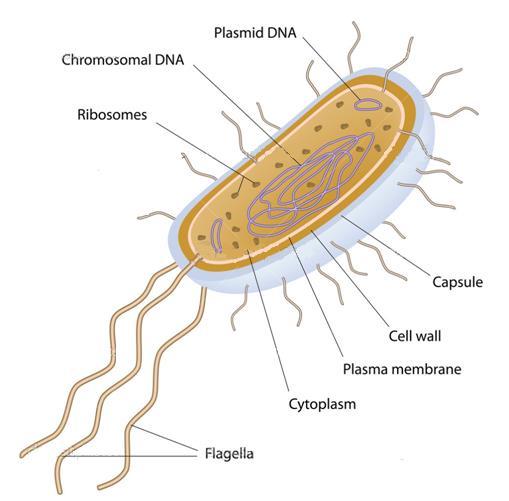 They have no organelles such as a nucleus and their chromosomal material consists of one large loop with several very small rings known as plasmids.
