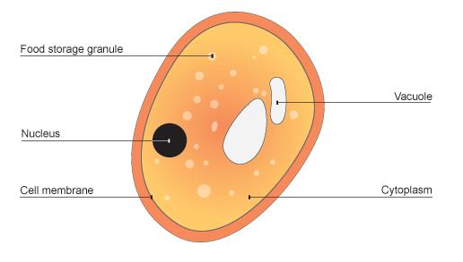 FUNGAL CELLS Fungal cells also have similarities and differences when compared to plant and animal cells. They have organelles like plant and animal cells and have a cell wall like a plant cell.