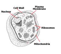 Together they show various parts which can be found in fungi. Food storage granule Nucleus Cell wall Vacuole Cell membrane Cytoplasm One of the most familiar fungal cells is yeast.