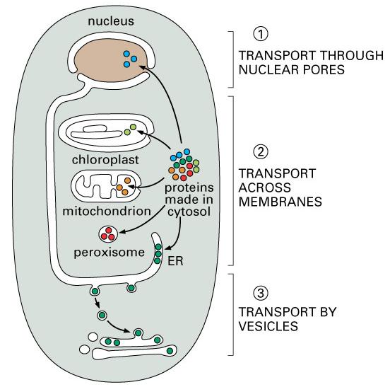 3 Mechanisms for Protein Transport in the Cell Which is