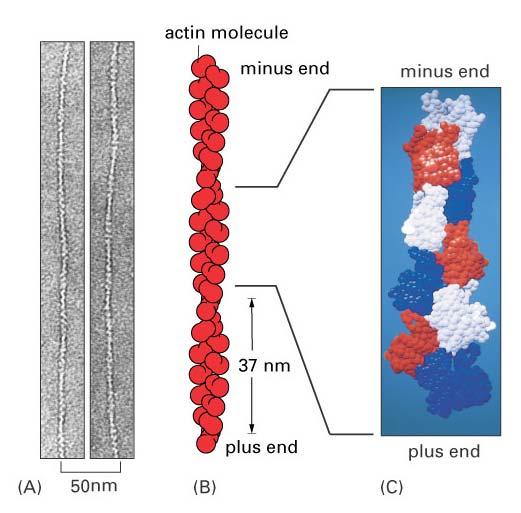 Actin filaments are