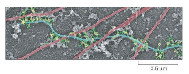 Plectin (green) is a cross-linking protein that binds intermediate