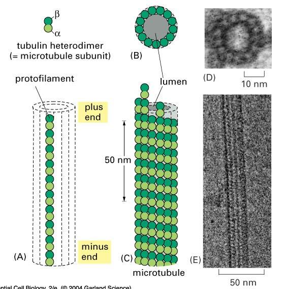 Microtubules are
