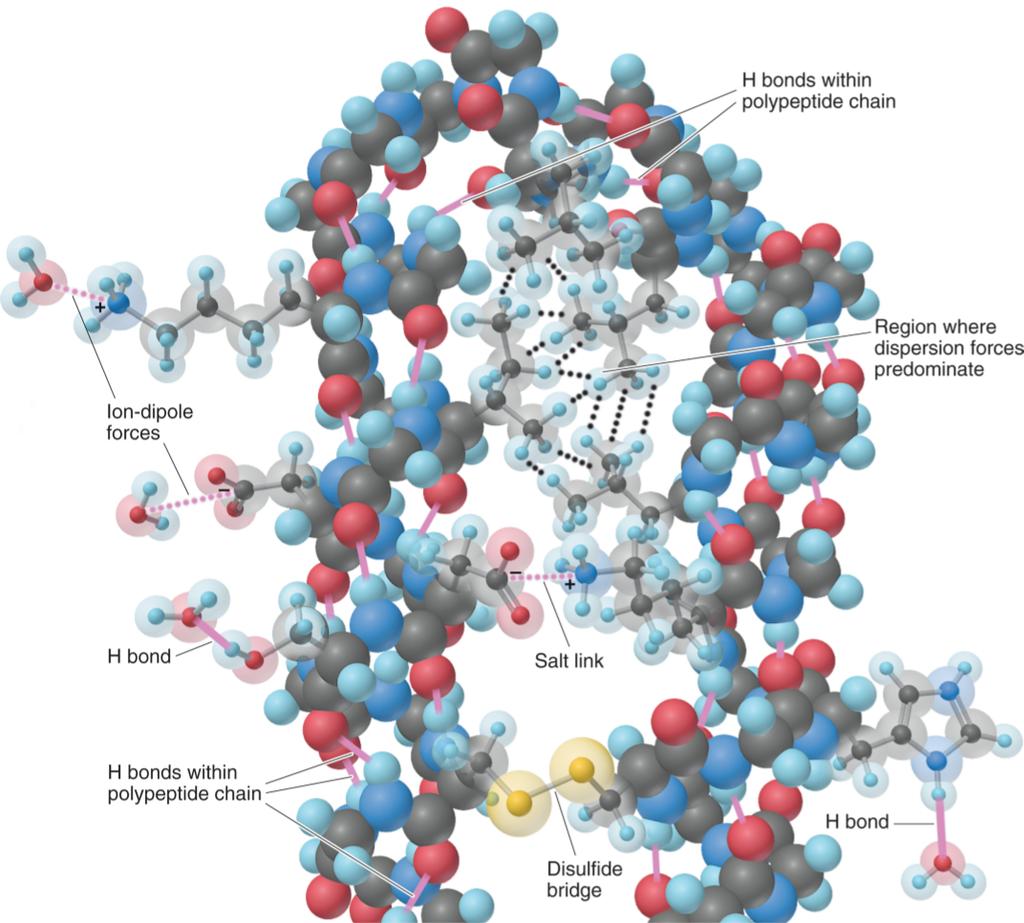 Intermolecular forces in biological
