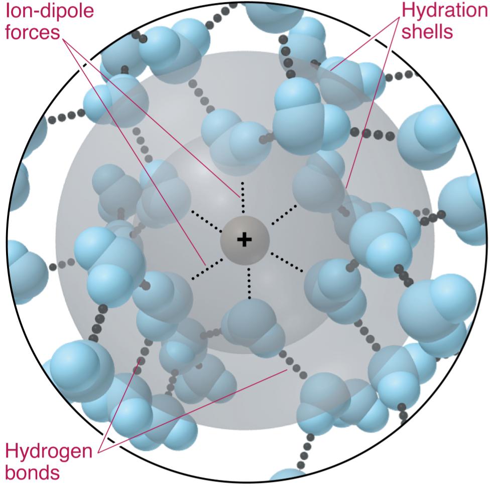 Hydration shells around a Na + ion Ion-dipole forces orient water molecules around an ion.