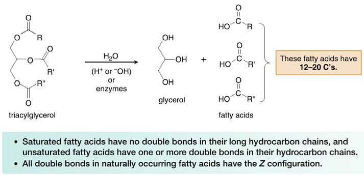 10.6 Lipids Triacyl glycerols are hydrolyzed to
