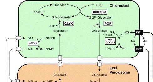 Photorespiration * Photorespiration = photosynthetic carbon oxidation cycle = C 2 glycolate cycle It involves three cellular