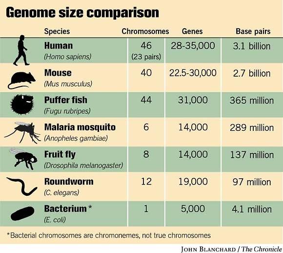 Gene number and genome size in