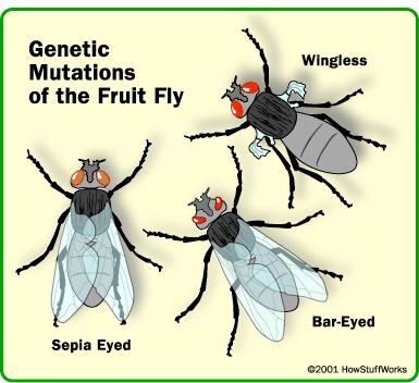 Mutations Fruit Flies These fruit flies have genetic mutations that do not necessarily cause any guaranteed benefits, as these mutations may not be beneficial,