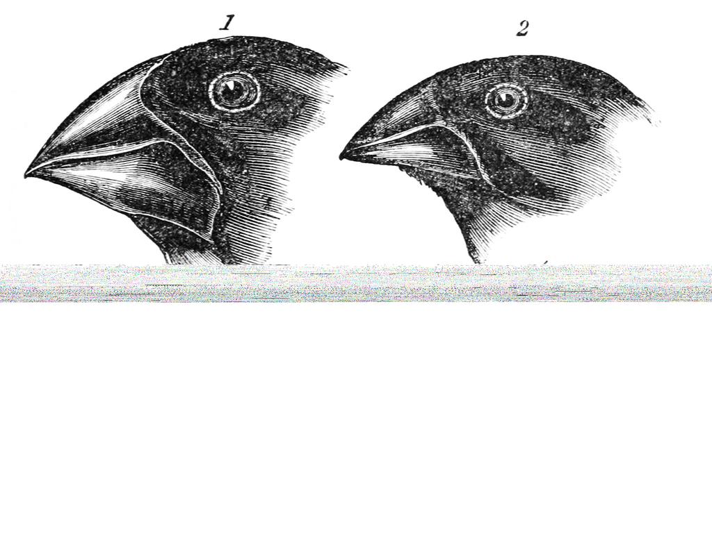 Natural Selection Darwin s Finches During Darwin s voyage on the Beagle, he began to notice that Finches that were from different environments had distinctive qualities to them, making their