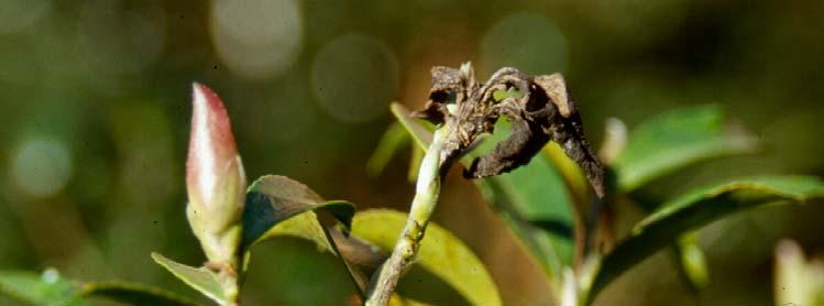Galls usually form on the leaves but can infect woody tissues, such as