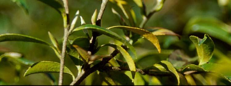 New and old gall on Camellia Management for leaf galls on azalea and