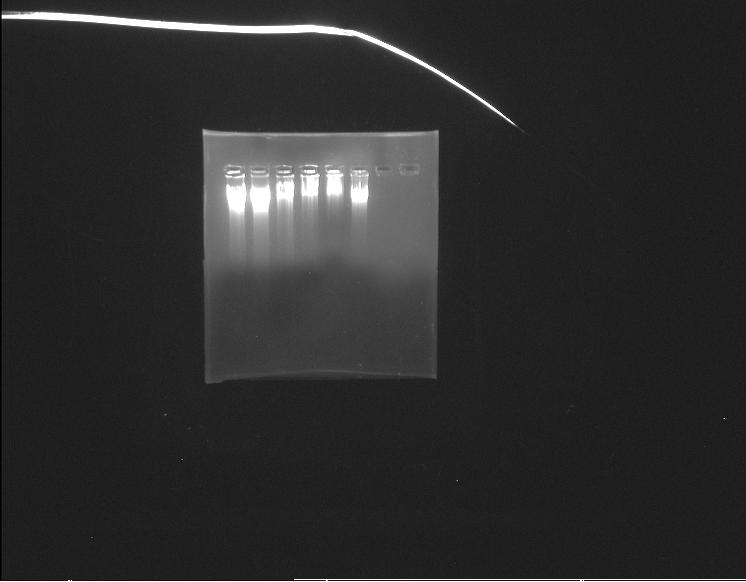 Nuclease Activity The nuclease activity of Cu(11), Ni(11) and Co(11) complexes were studied using gel electrophoresis and the respective photograph is shown in Fig11.