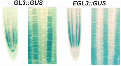 Intercellular signaling in Arabidopsis 293 Fig. 1. GL3 and EGL3 promoter activity in the developing root.