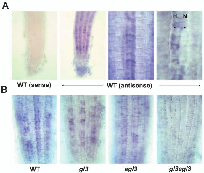 The magnified images (right) show the differential cell division rate of N- and H-cell files, indicating that both reporters are preferentially expressed in developing hair cells.