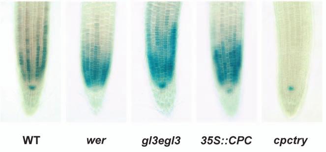 296 132 (2) Research article Fig. 5. Regulation of the GL3::GUS expression pattern.