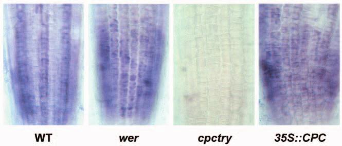 Ectopic GL3 promoter activity is found in the wer, gl3 egl3 and 35S::CPC background. Reduced GL3 promoter activity is present in the cpc try mutant.