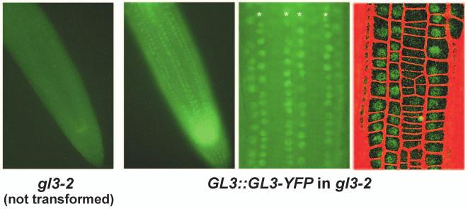 Intercellular signaling in Arabidopsis 297 position. We also found that overexpression of GL3 or EGL3 causes modest reduction in EGL3 transcription in the H position.