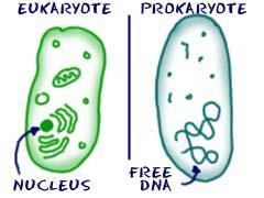 Classifying Prokaryotes Prokaryote unicellular organisms that lacks a