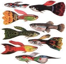 6.9 Predation and its effects on Life History traits Dave Reznick and John Endler (1982) and others have demonstrated role of predation on life history strategies Guppies (Poecilia reticulata) 1)