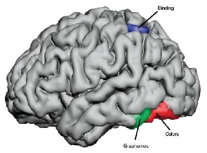 Example 2: Brain Connectivity in Synesthesia Study: van Leeuwen, den Ouden & Hagoort, 2011 Specific sensory stimuli lead to unusual, additional experiences Grapheme-color synesthesia: color
