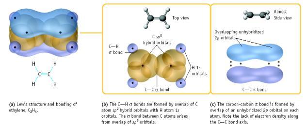 In triple bonds, as in acetylene, two sp orbitals form a bond between the carbons,