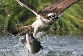 Unit III Quadratic Equations 10 Eample: An osprey dives toward the water to catch a salmon.