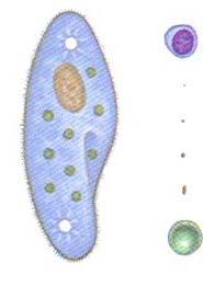 (Keaton 1993) Cyanobacteria 10 um dia. E. coli 1X2 um Mycoplasma 0.3-0.8 um dia. Bacteriophage 0.07X 0.2 um Paramecium 30X 75 um Viroid 0.01 X 0.