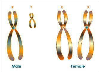 CHROMOSOME TYPES Non-Homologous Look different Control different traits Example: Sex