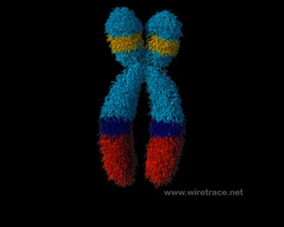 DNA AND CHROMOSOMES Chromosomes are not the same for all organisms.