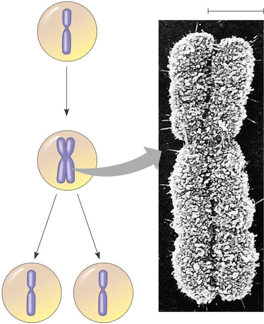 CHROMOSOME DUPLICATION A eukaryotic cell has multiple chromosomes, one of which is represented here. Before duplication, each chromosome has a single DNA molecule.
