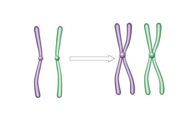 Chromosome Duplication Because of duplication, each condensed chromosome consists of 2 identical chromatids joined by a centromere.