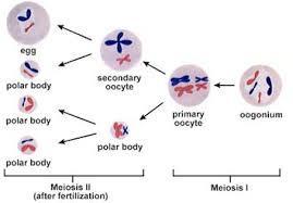 OOGENESIS In oogenesis, only 1 viable egg is produced for each one complete cycle of meiosis.