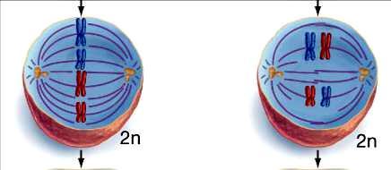 The Key Difference Between Mitosis and Meiosis is: 1.