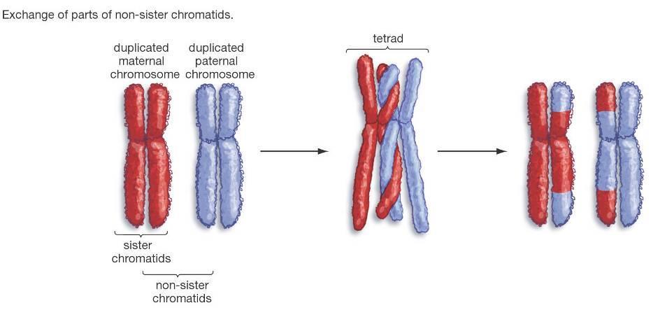 2. Another Way Meiosis Makes Lots of Different Sex Cells Crossing-Over Crossing-over