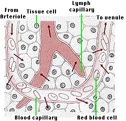 WHY DOES IT MATTER? Every living cell is in contact with a capillary.