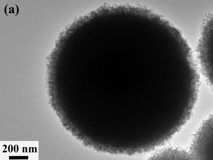 nanoparticles; (b) SEM images