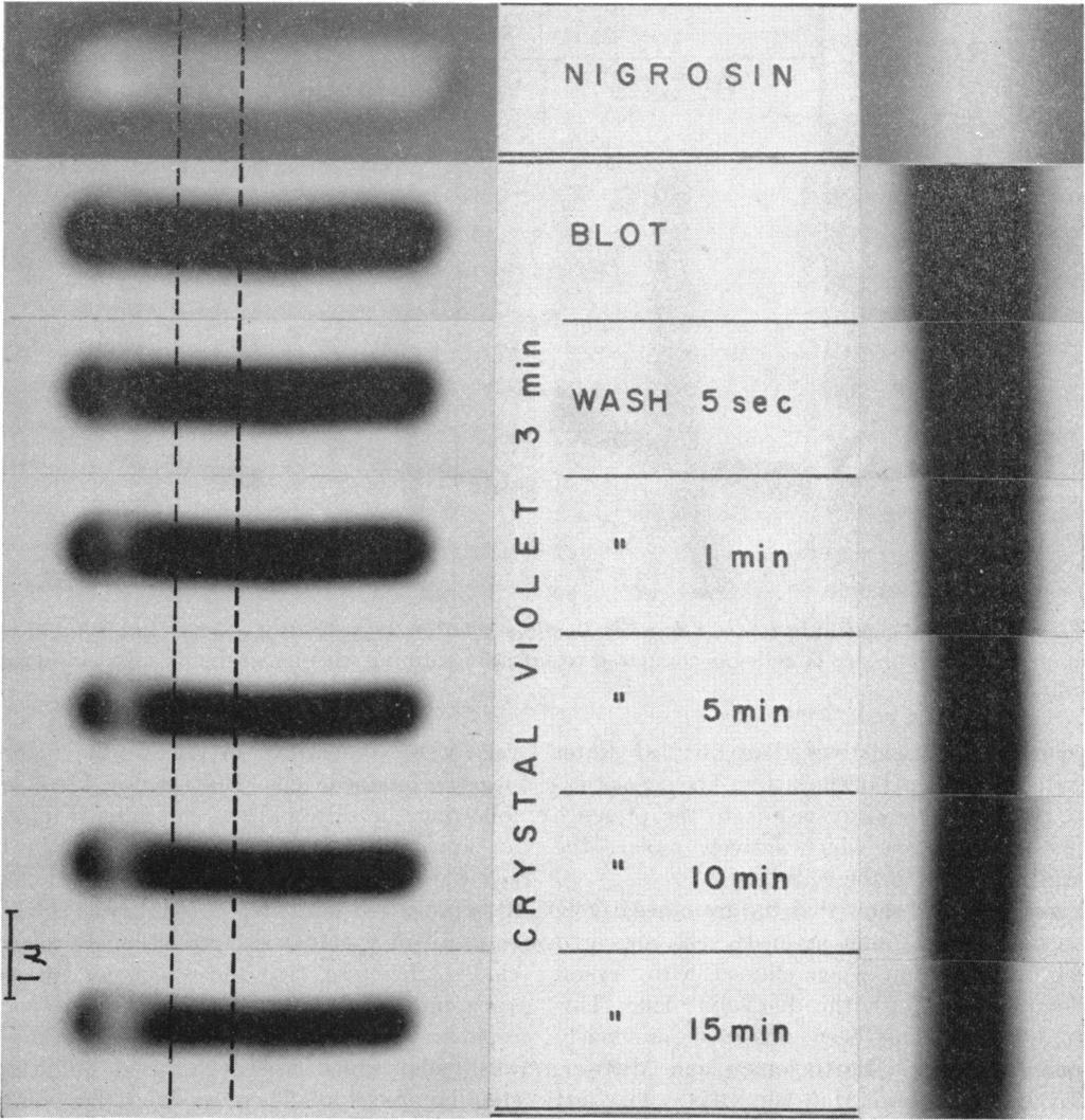 1958] CELL WALL STANNG AND GRAM DFFERENTATON 81 NGR 0 SN BLOT i A E WASH 5sec... A...~ w t min -J -J *0 ll lomin >- ~ 10min.5 m 15 min,: ~~ i i.... Figure S.