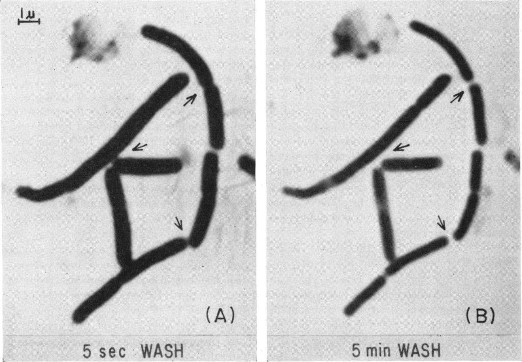1958] CELL WALL STANNG AND GRAM DFFERENTATON 83 ESh E... :. jl:... (A) (B). 5 sec -.WASH 5 min WASH Figure 5. Gram stain of Bacillus subtilis.