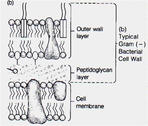 Cell Wall Diagrams Outside Cell Outside Cell Inside Cell Inside Cell 2/4/2013 Ch