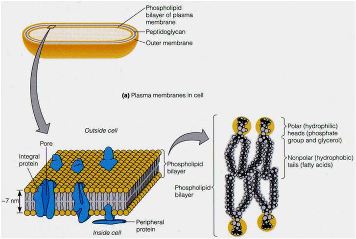 Plasma/Cytoplasmic Membrane 2. Plasma Membrane A.. B.. C.