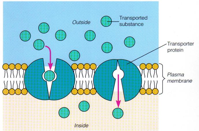 Fig 4.16 Diffusion D. Diffusion: i. Simple diffusion ii. Facilitated diffusion iii. Osmosis E. Active Transport: Diagram on the right: Which type of transport does it represent?