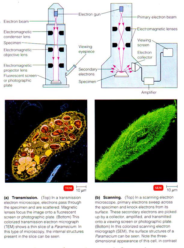 Scopes-Electron Scope Enhanced by Advantages Uses Electron, Scanning Res; Mag; 3-D Book from U of I Surfaces structures - eukaryote to virus Electron, Transmission Res Mag Scanned-Probe Res 1/100 of