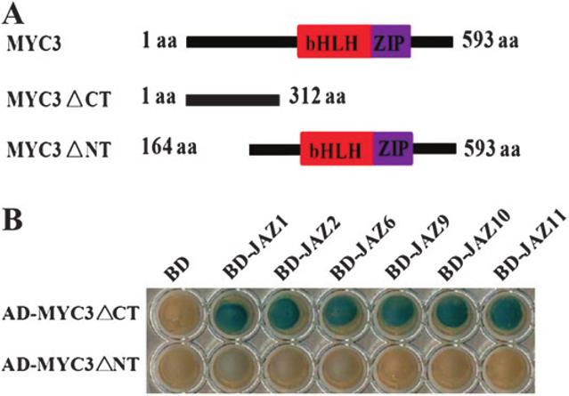 Cheng et al. d MYC3 Interacts with JAZs to Mediate JA Response 281 showed strong interactions with eight JAZ proteins (JAZ1, JAZ2, JAZ5, JAZ6, JAZ8, JAZ9, JAZ10, and JAZ11) in yeast (Figure 1B).
