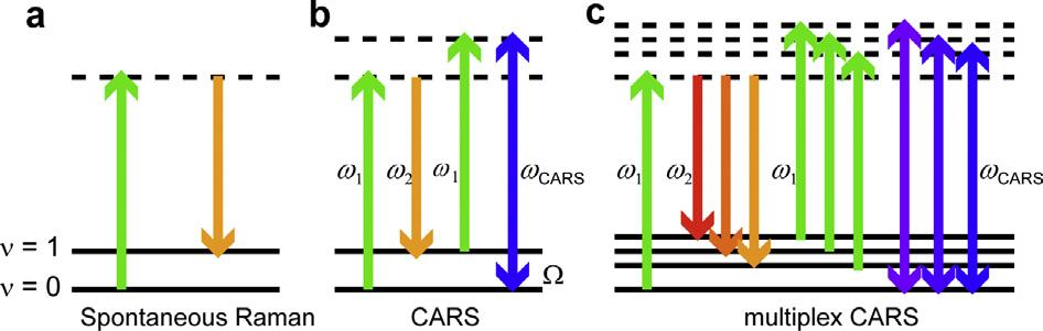 M. Okuno et al. / Optical Fiber Technology 18 (2012) 388 393 389 Fig. 1. Diagrams for spontaneous Raman scattering (a), CARS (b) and multiplex CARS process (c).
