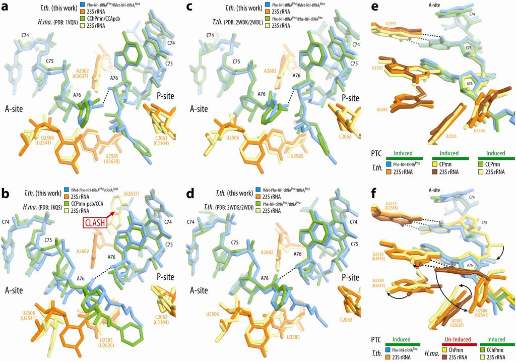 Supplementary Figure 3 Comparison of the Tth 70S and Hma 50S preattack and postcatalysis structures and of the Tth 70S and Hma 50S structures in complex with short trna analogs.