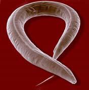 worm Caenorhabditis